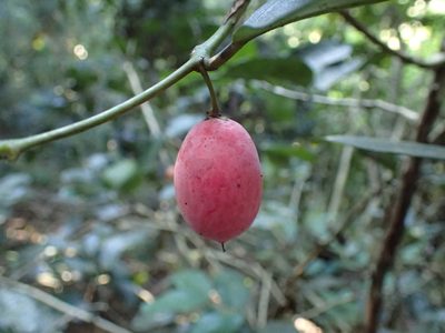 Allocassine laurifolia, photographed by Mahomed Desai