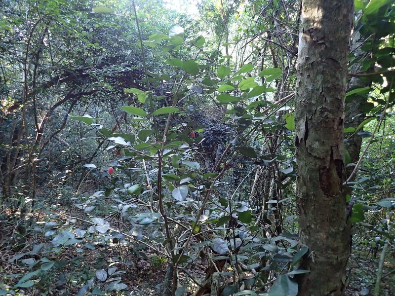 Allocassine laurifolia, photographed by Mahomed Desai