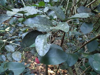 Allocassine laurifolia, photographed by Mahomed Desai