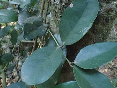Allocassine laurifolia, photographed by Mahomed Desai