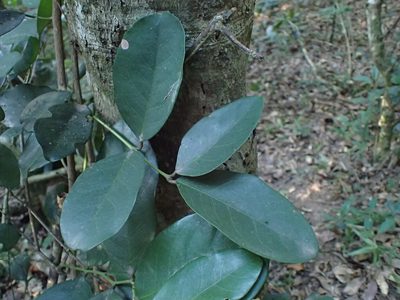 Allocassine laurifolia, photographed by Mahomed Desai