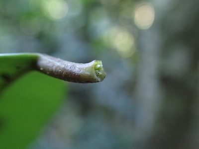 Allocassine laurifolia, photographed by Mahomed Desai