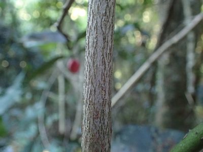 Allocassine laurifolia, photographed by Mahomed Desai
