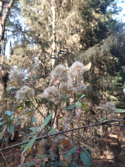 Ageratina glabrata, photographed by Emmanuel Rovi