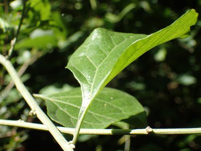 Distephanus anisochaetoides, photographed by Mahomed Desai