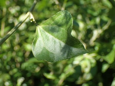 Distephanus anisochaetoides, photographed by Mahomed Desai