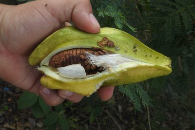 Macroscepis yucatanensis, photographed by Sebastián de Jesús Herrera Buenfil