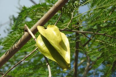 Macroscepis yucatanensis, photographed by Sebastián de Jesús Herrera Buenfil