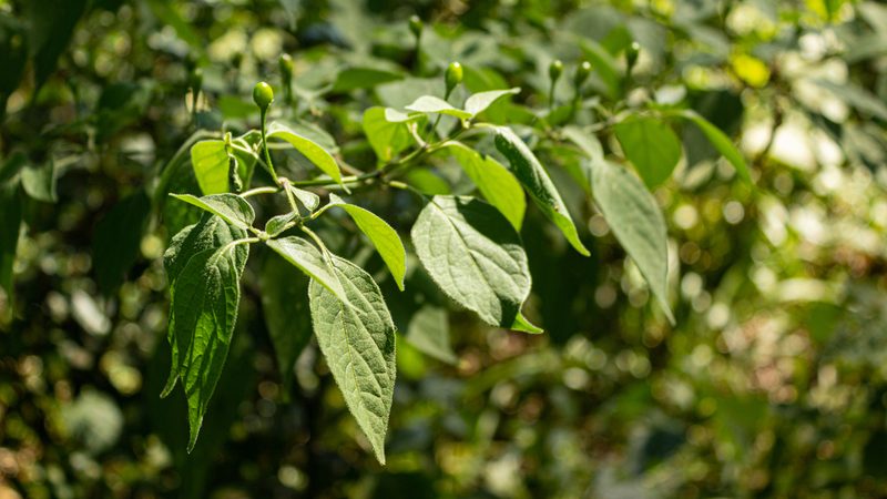 Capsicum baccatum, photographed by Denis Zabin