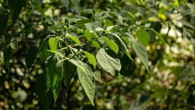 Capsicum baccatum, photographed by Denis Zabin