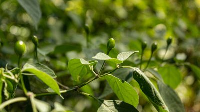 Capsicum baccatum, photographed by Denis Zabin