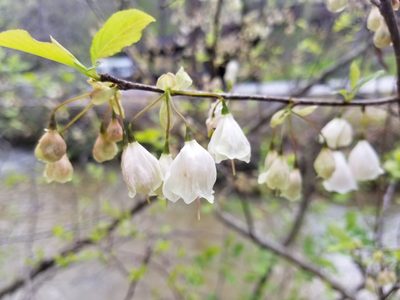 Halesia carolina, photographed by Anthony A Simmons