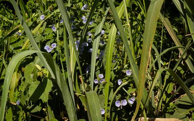 Jacquemontia velutina, photographed by Denis Zabin