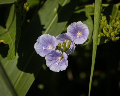 Jacquemontia velutina, photographed by Denis Zabin