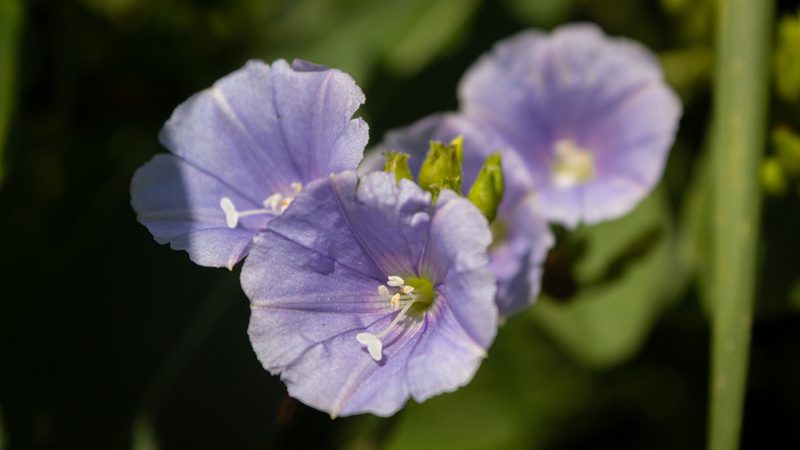 Jacquemontia velutina, photographed by Denis Zabin