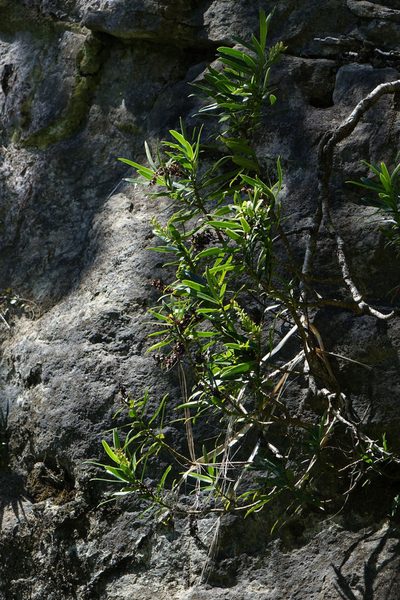 Veronica townsonii, photographed by John Barkla