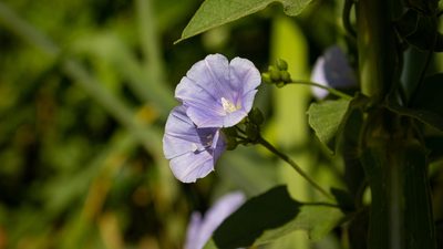 Jacquemontia velutina, photographed by Denis Zabin