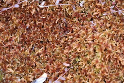 Sphagnum fuscum, photographed by Nina Filippova