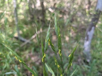 Bromus texensis, photographed by Cleveland Powell