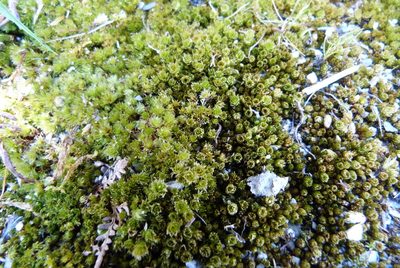 Rosulabryum truncorum, photographed by Colin Meurk
