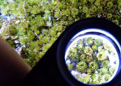 Rosulabryum truncorum, photographed by Colin Meurk