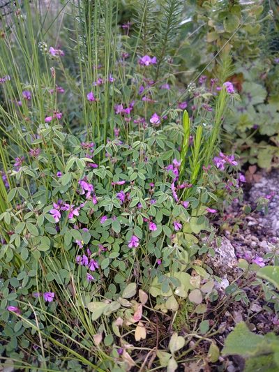 Indigofera gracilis, photographed by Henry de Lange