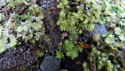 Schistochila glaucescens, photographed by Colin Meurk