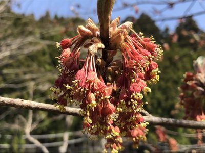 Acer diabolicum, photographed by Jean-Paul Boerekamps