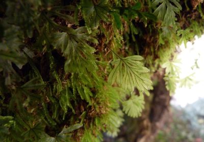 Hymenophyllum lyallii, photographed by Colin Meurk