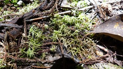 Sphagnum falcatulum, photographed by Colin Meurk
