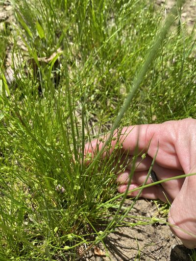 Isolepis carinata, photographed by Carol Ann McCormick