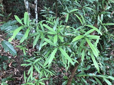 Podocarpus nakaii, photographed by Cheng-Tao Lin