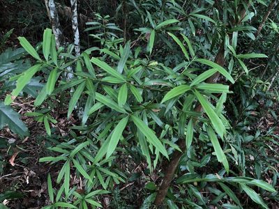 Podocarpus nakaii, photographed by Cheng-Tao Lin