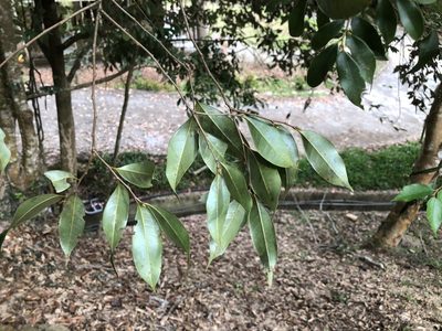 Lithocarpus uraianus, photographed by Cheng-Tao Lin