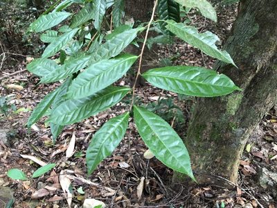 Camellia furfuracea, photographed by Cheng-Tao Lin