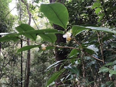 Camellia furfuracea, photographed by Cheng-Tao Lin