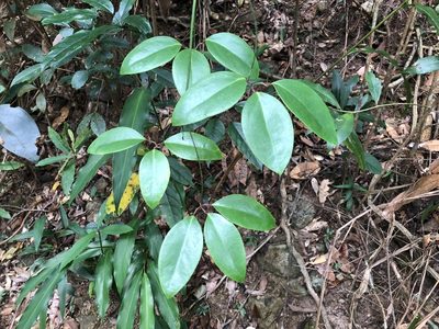 Clematis crassifolia, photographed by Cheng-Tao Lin