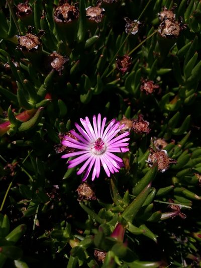 Lampranthus aduncus, photographed by Henry de Lange