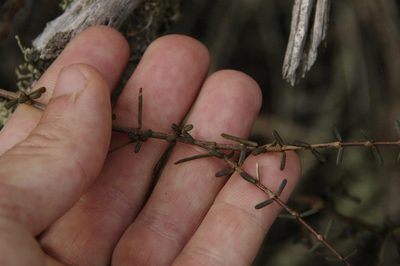 Euphorbia viminea, photographed by Eric Knight