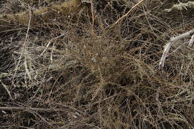 Euphorbia viminea, photographed by Eric Knight