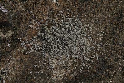 Tiquilia galapagoa, photographed by Eric Knight