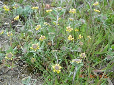 Alyssum hirsutum