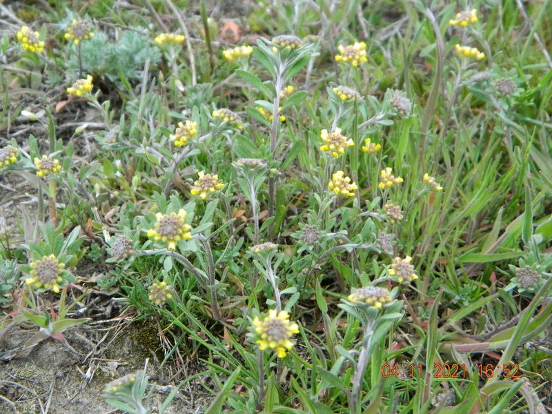 Alyssum hirsutum, photographed by Galyna Mykytynets
