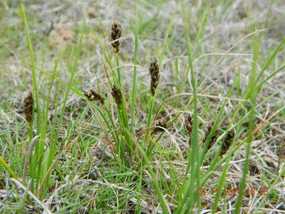 Carex stenophylla, photographed by Galyna Mykytynets