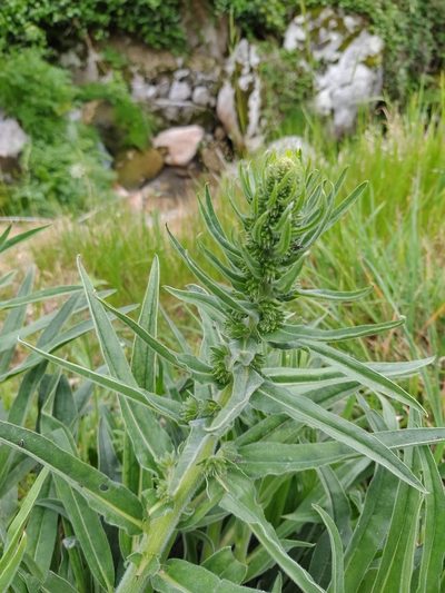 Echium lusitanicum, photographed by Carminda Santos