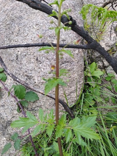 Scrophularia sublyrata, photographed by Carminda Santos