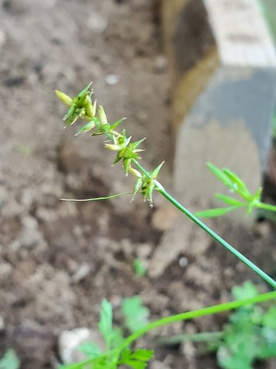 Carex texensis, photographed by Joshua Soileau