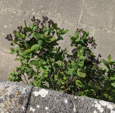 Hypericum hircinum, photographed by Piermario Maculan