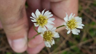 Erigeron vernus, photographed by Jay Horn