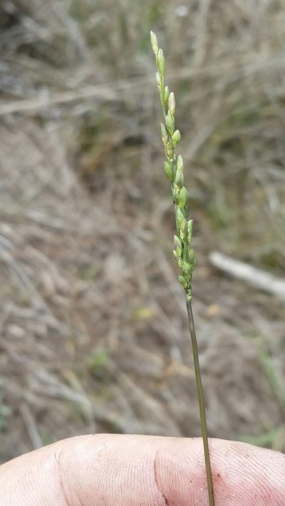 Dichanthelium pinetorum, photographed by Jay Horn